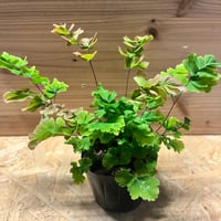 ディオーン エデュレ | GREEN LUCK