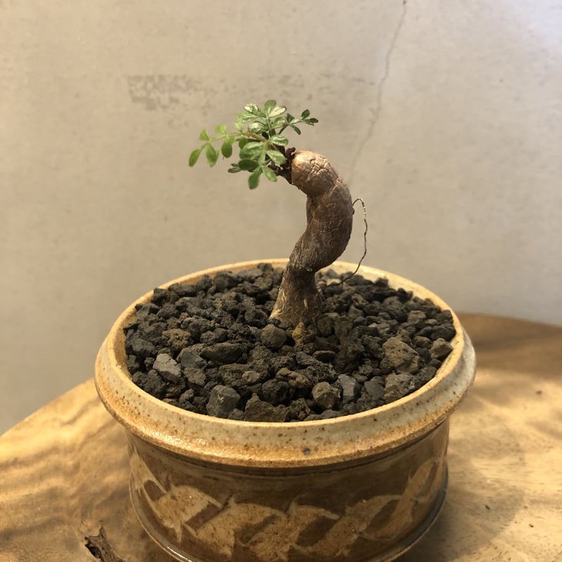 【根挿し】【鉢付発送】operculicarya pachypus パキプス オペルクリカリア パキプス／Operculicarya pachypus 発根済