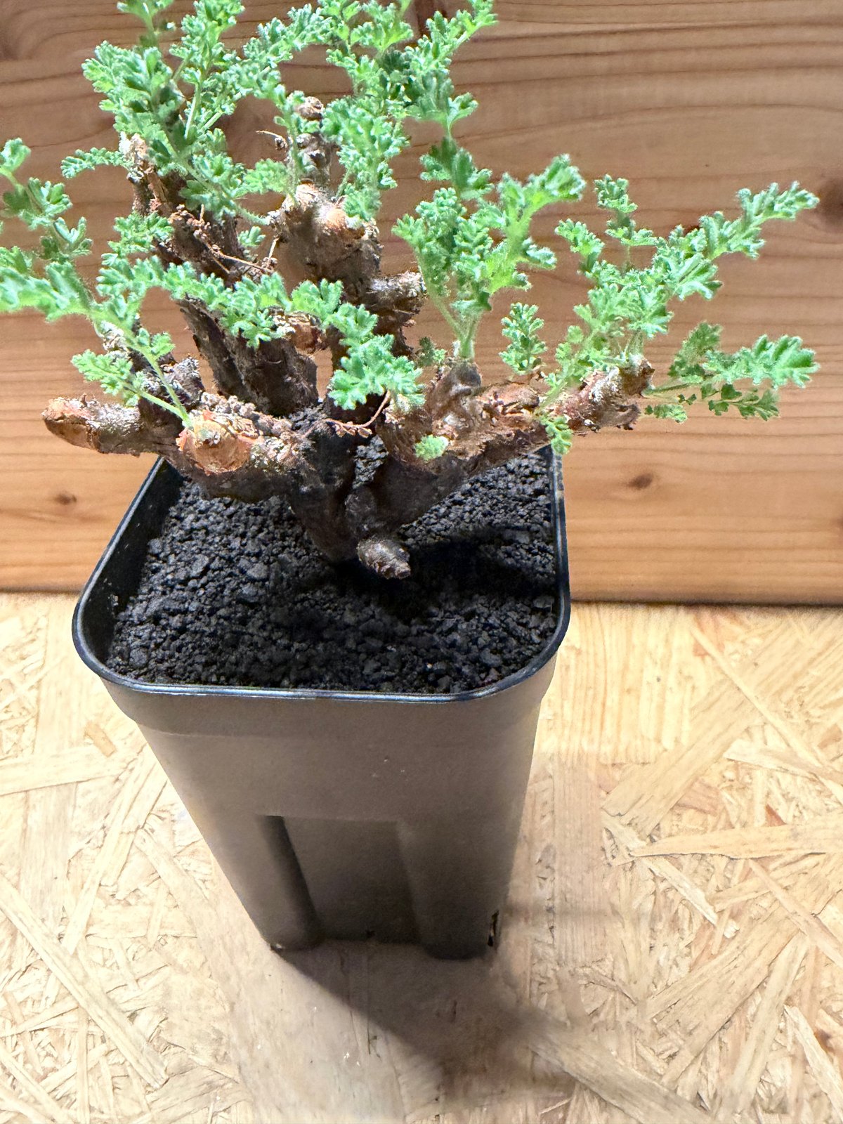 ペラルゴニウム アルテルナンス | GREEN LUCK