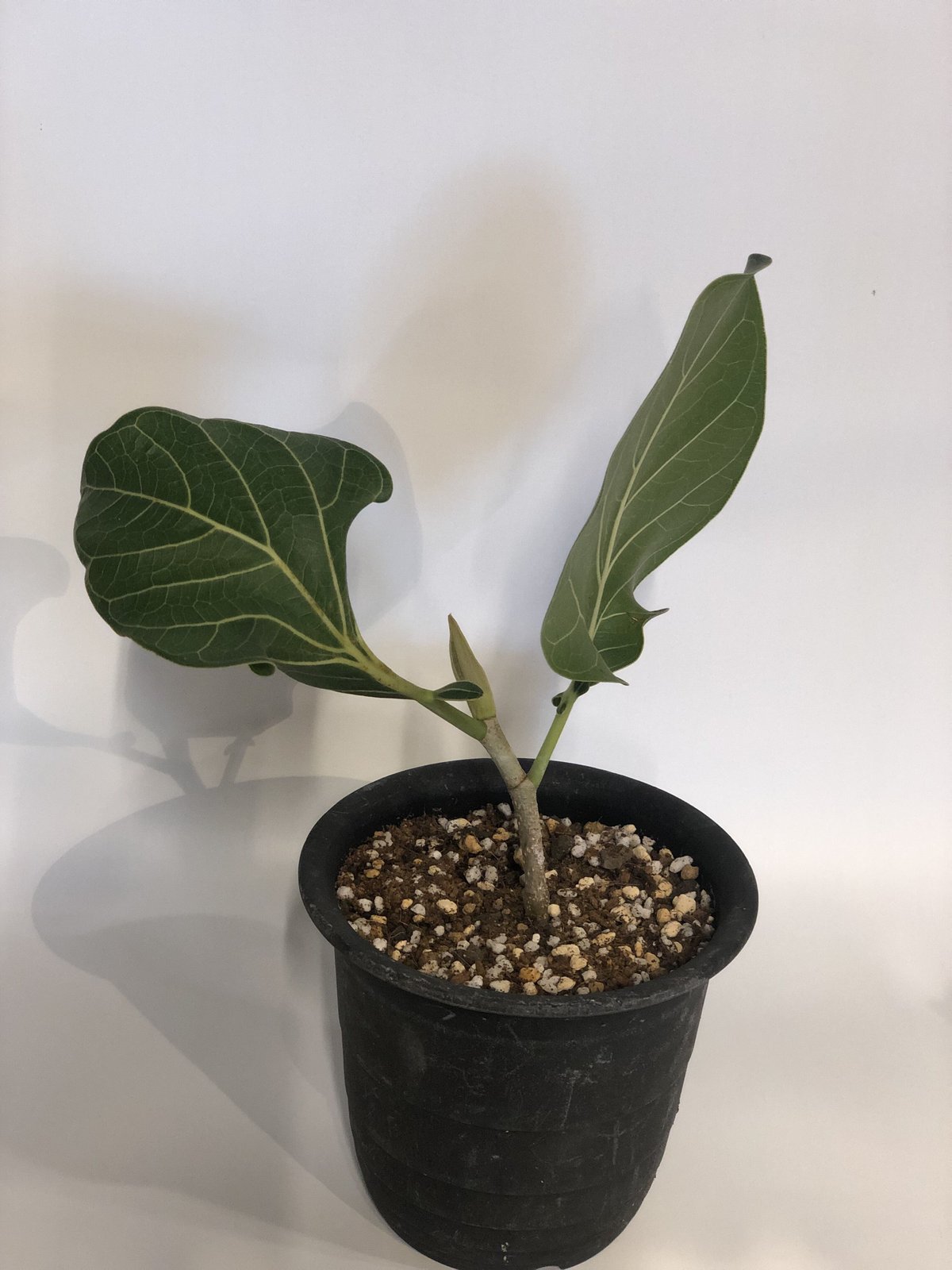 みさと　フィカス　クリシュナボダイジュ　植物　インテリア フィカス クリシュナボダイジュ | GREEN LUCK