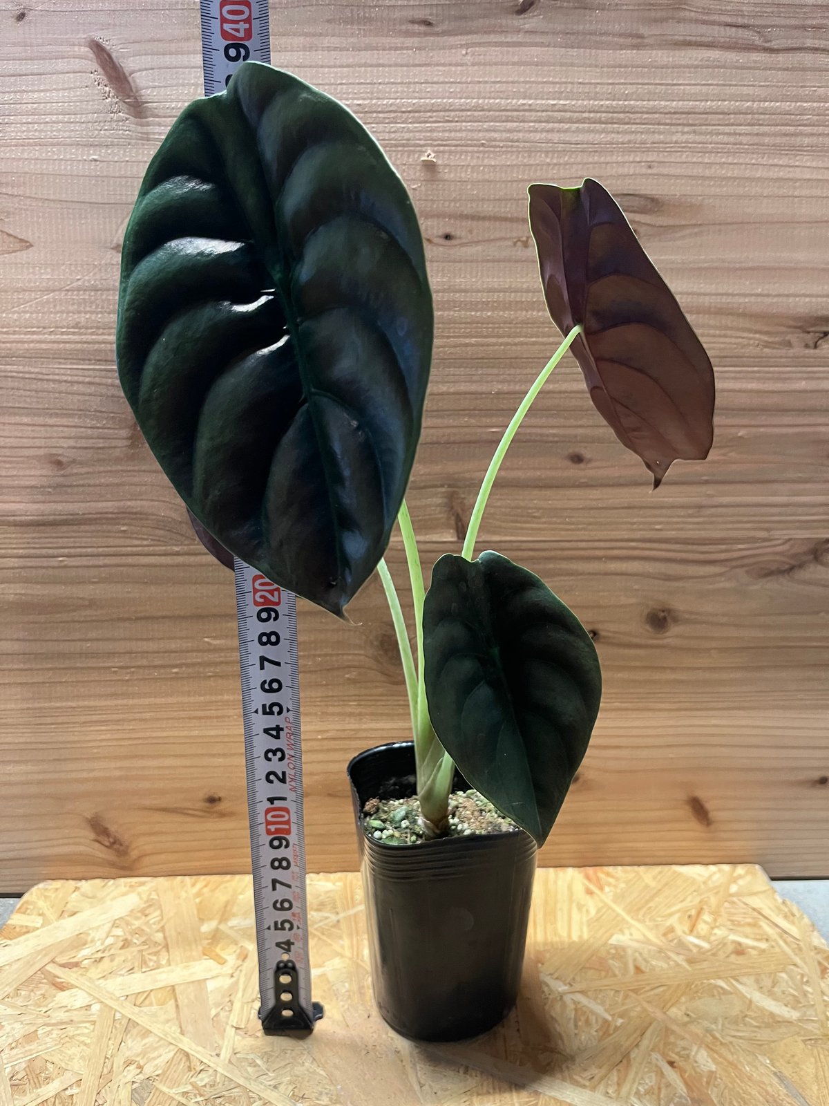 アロカシアクプレアの小芋　ネコポス アロカシアクプレアの小芋 ネコポス fit=scale-down,w=1200