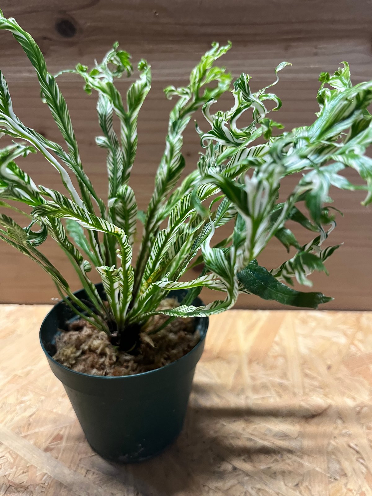 斑入り　アスプレニウム　ニダス　苗　観葉植物 アスプレニウム ニダス 斑入り | GREEN LUCK