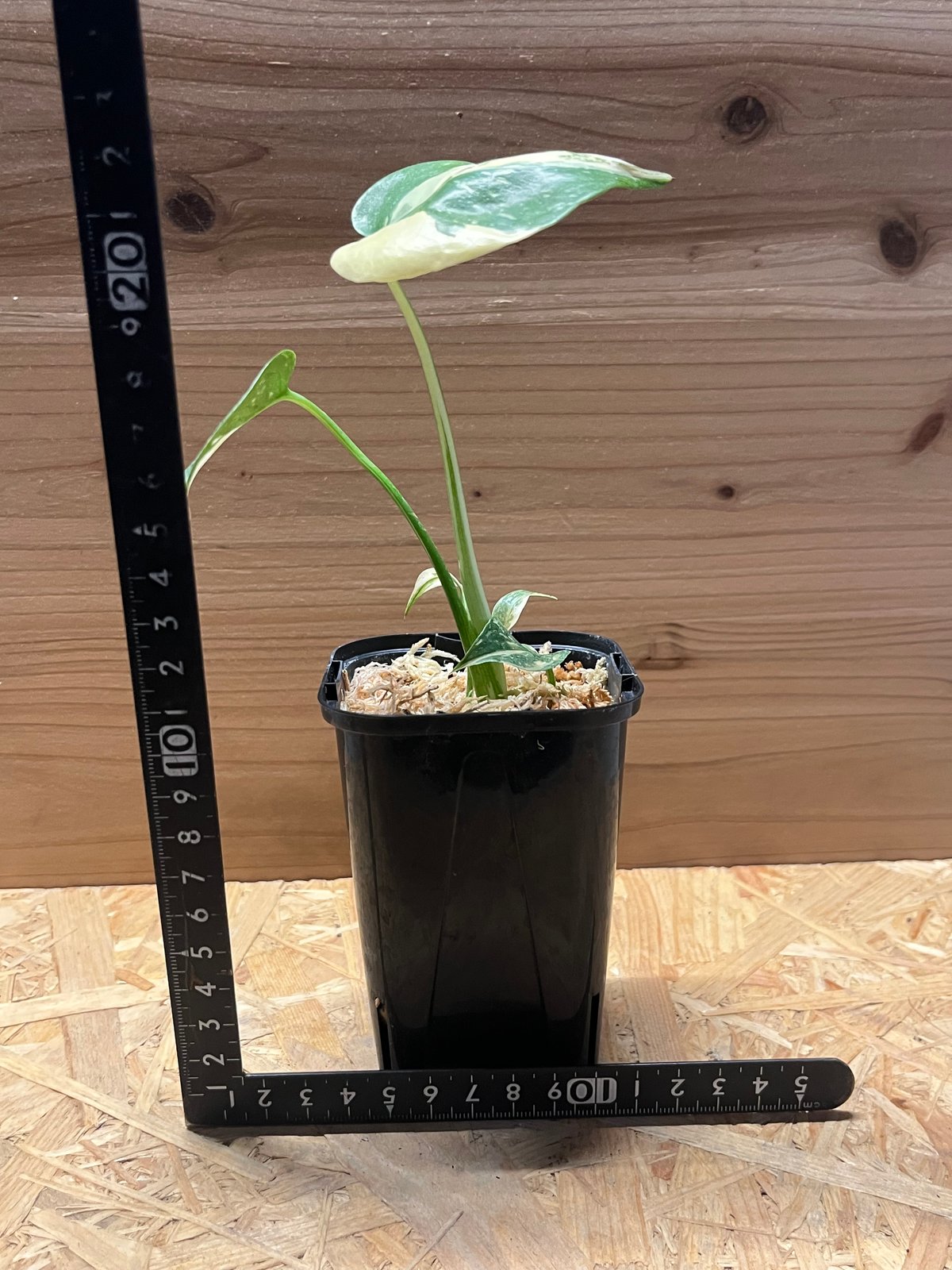 モンステラ9 斑入　クリームブリュレ　デリシオーサ　葉付き発根済み モンステラ9 斑入 クリームブリュレ デリシオーサ 葉付き発根済み