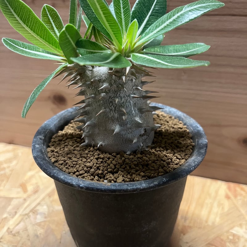 パキポディウム エブレネウム | GREEN LUCK