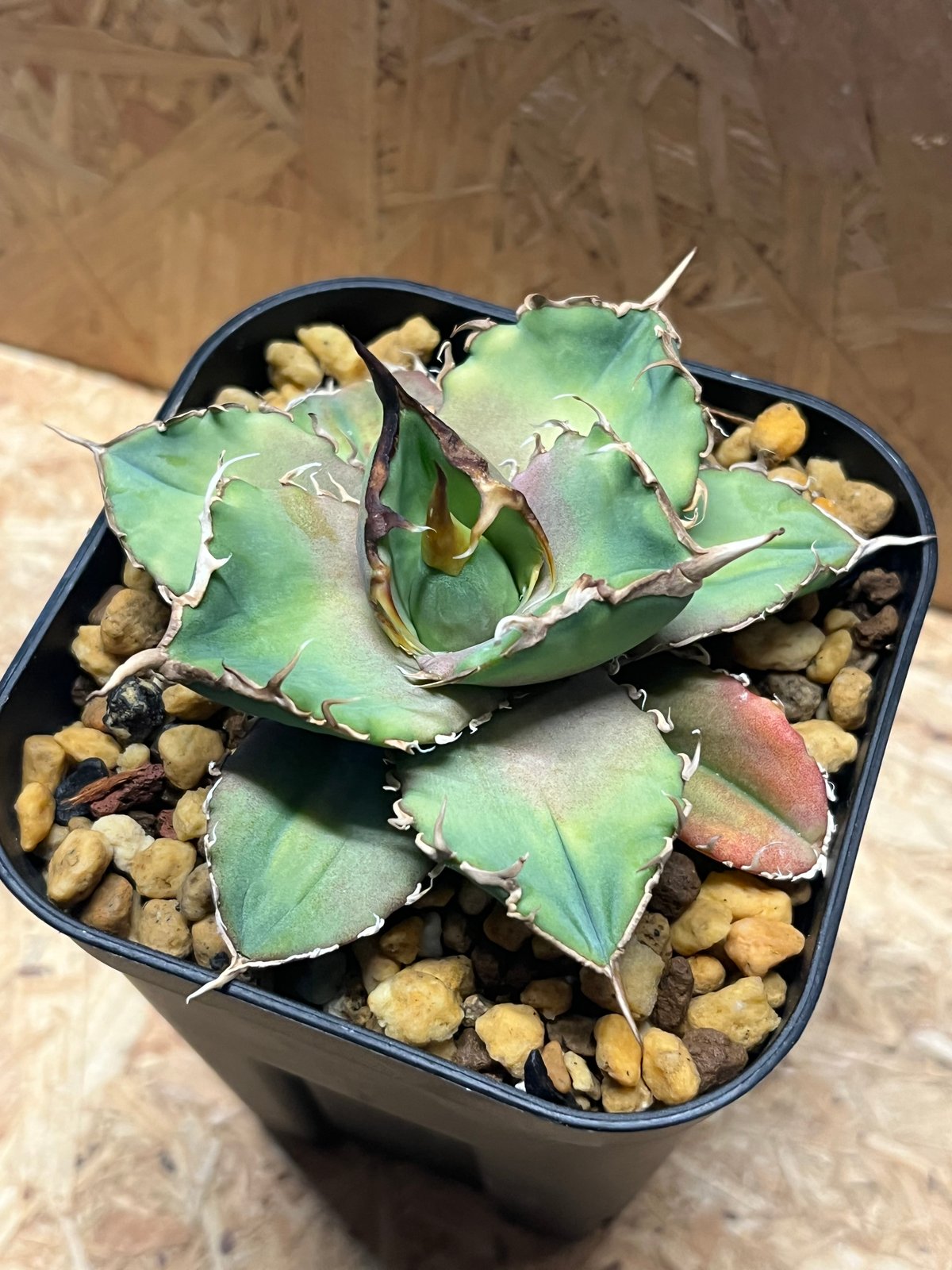 fit=scale-down,w=1200