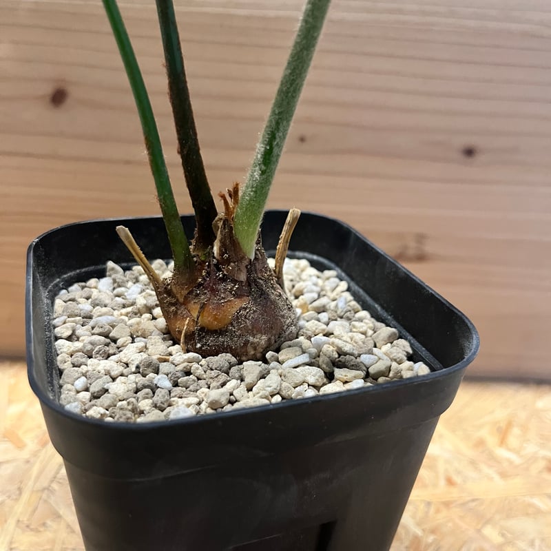 サイカス デバオエンシス | GREEN LUCK