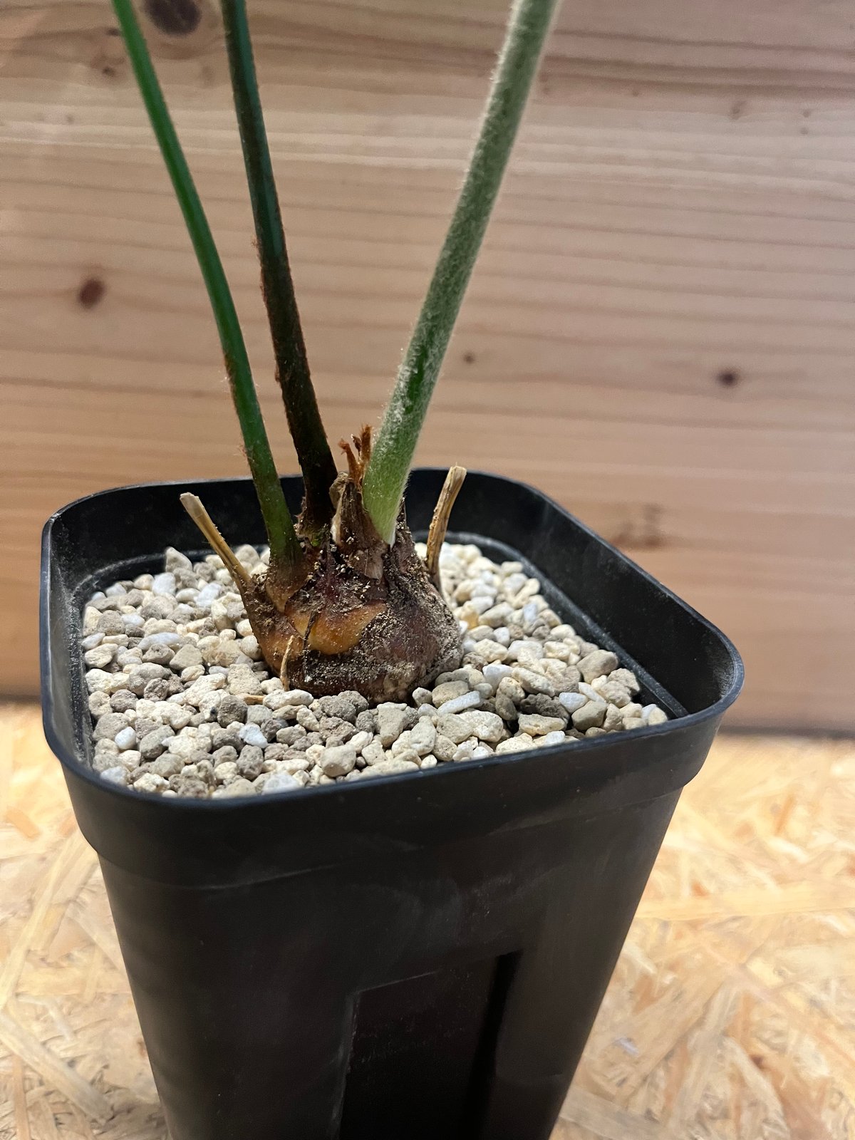 サイカス デバオエンシス | GREEN LUCK