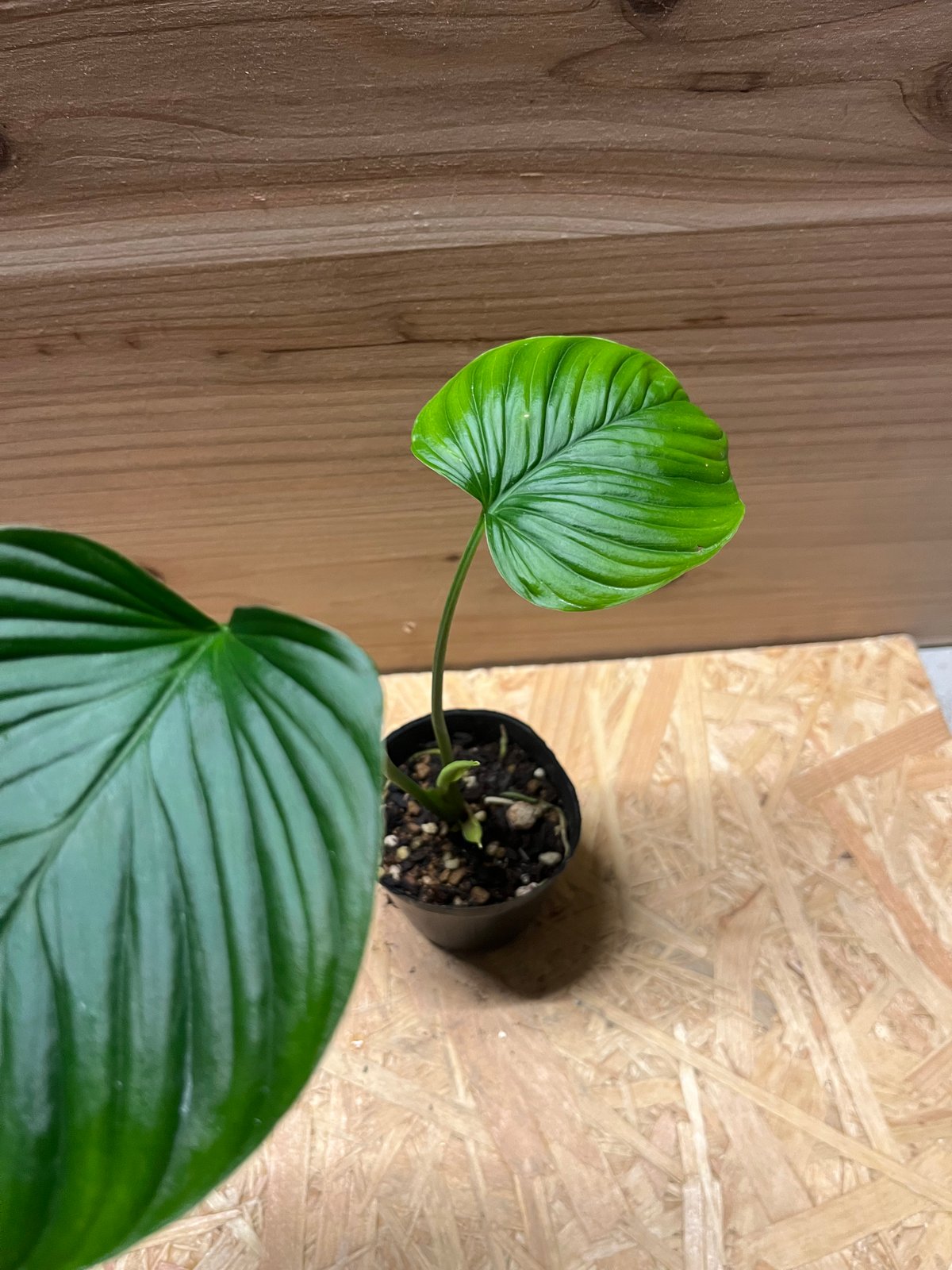 観葉植物 クラトム (Mitragyna speciosa) ミトラガイナ苗 - 植物/観葉植物