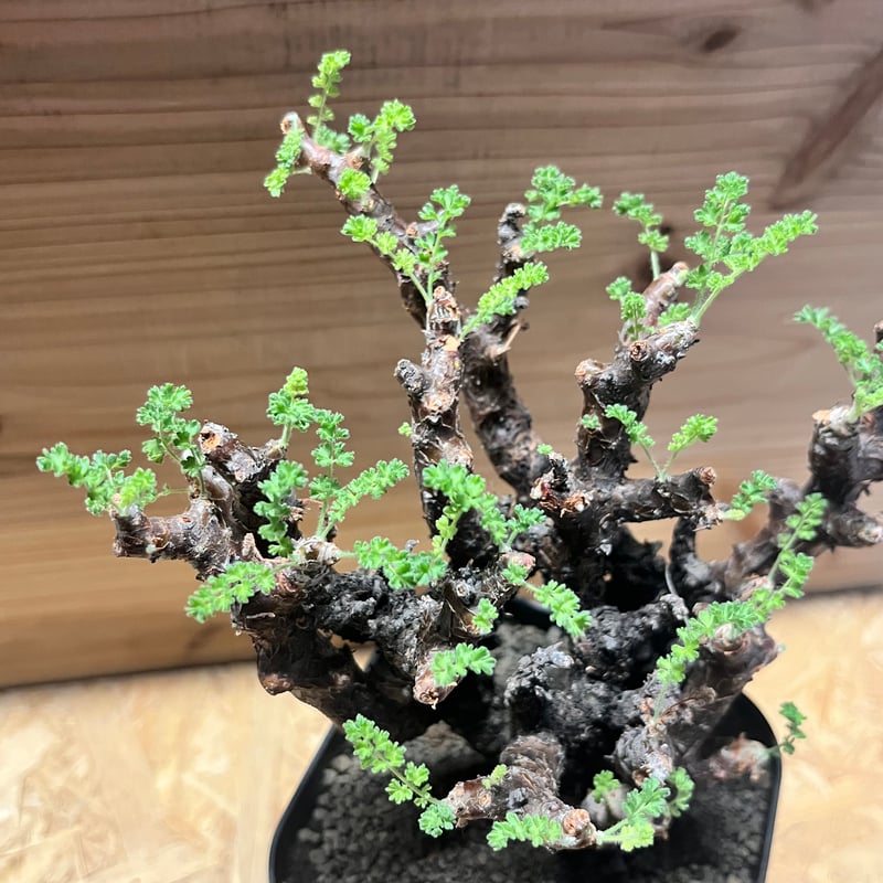 ペラルゴニウム アルテルナンス | GREEN LUCK