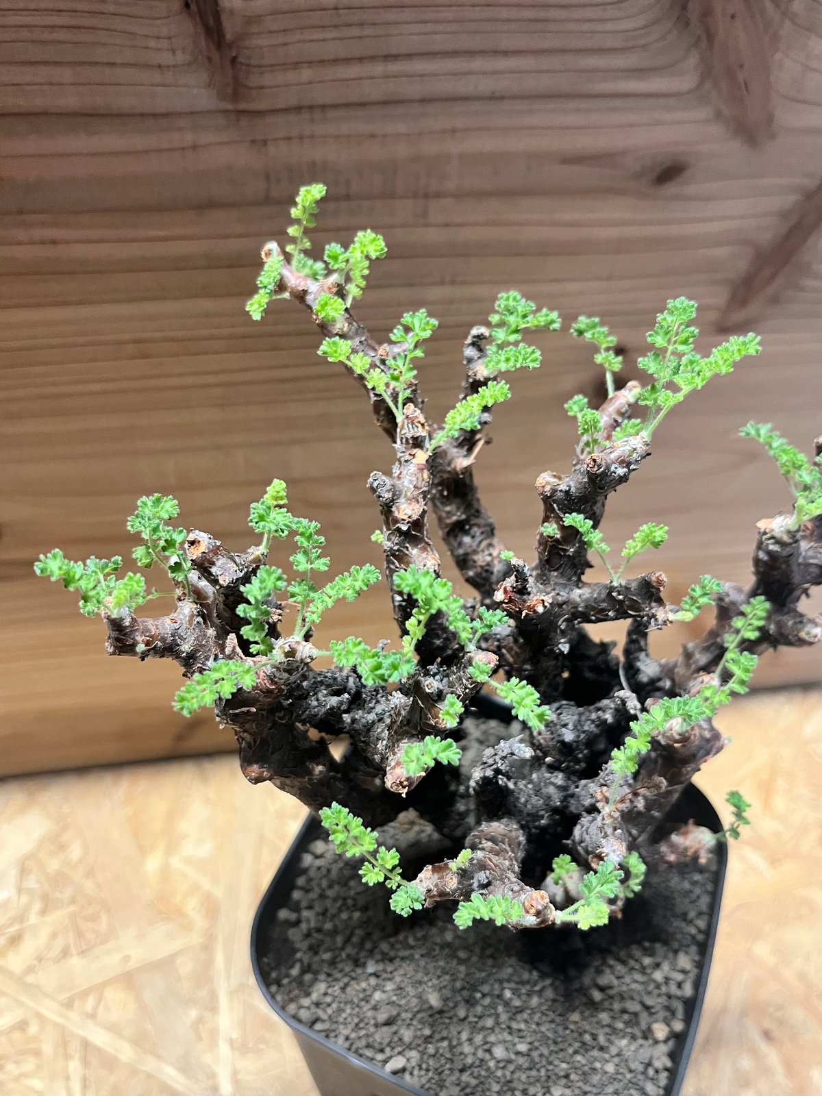 ペラルゴニウム アルテルナンス | GREEN LUCK