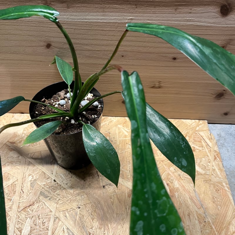 フィロデンドロン ジョーピー | GREEN LUCK