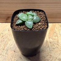 ハオルチア　コンプトニアーナ　'フォレスト'