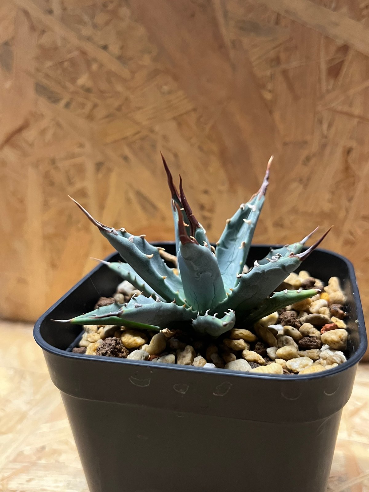 アガベ　チタノタ　ユタエンシス×イシスメンシス　#019 アガベ チタノタ ユタエンシス×イシスメンシス #019