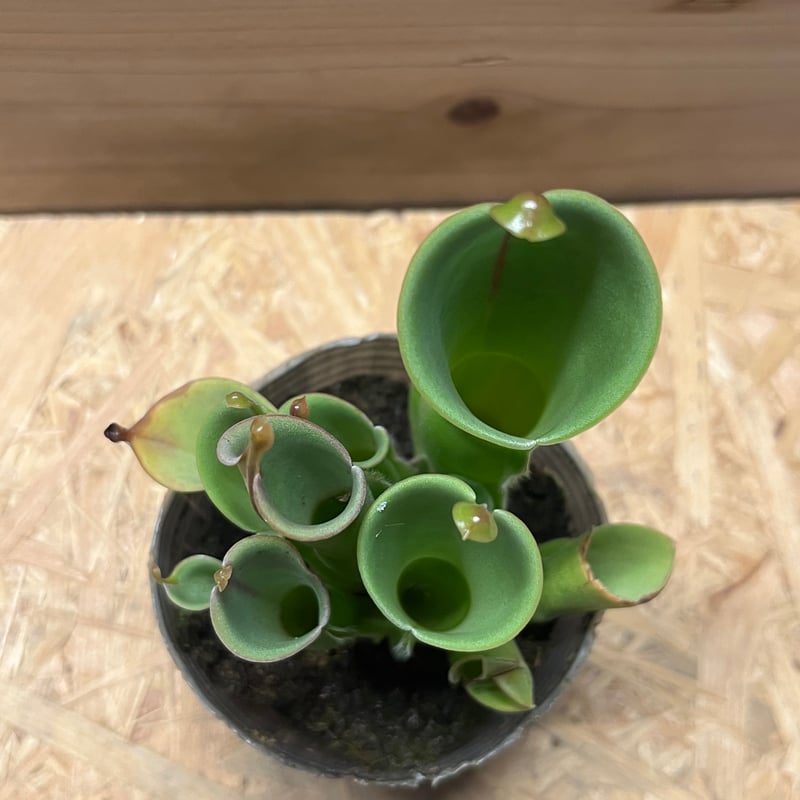 ヘリアンフォラ | GREEN LUCK