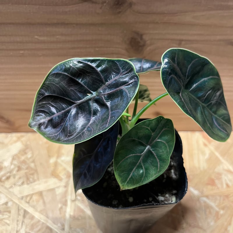 アロカシア アズラニー | GREEN LUCK