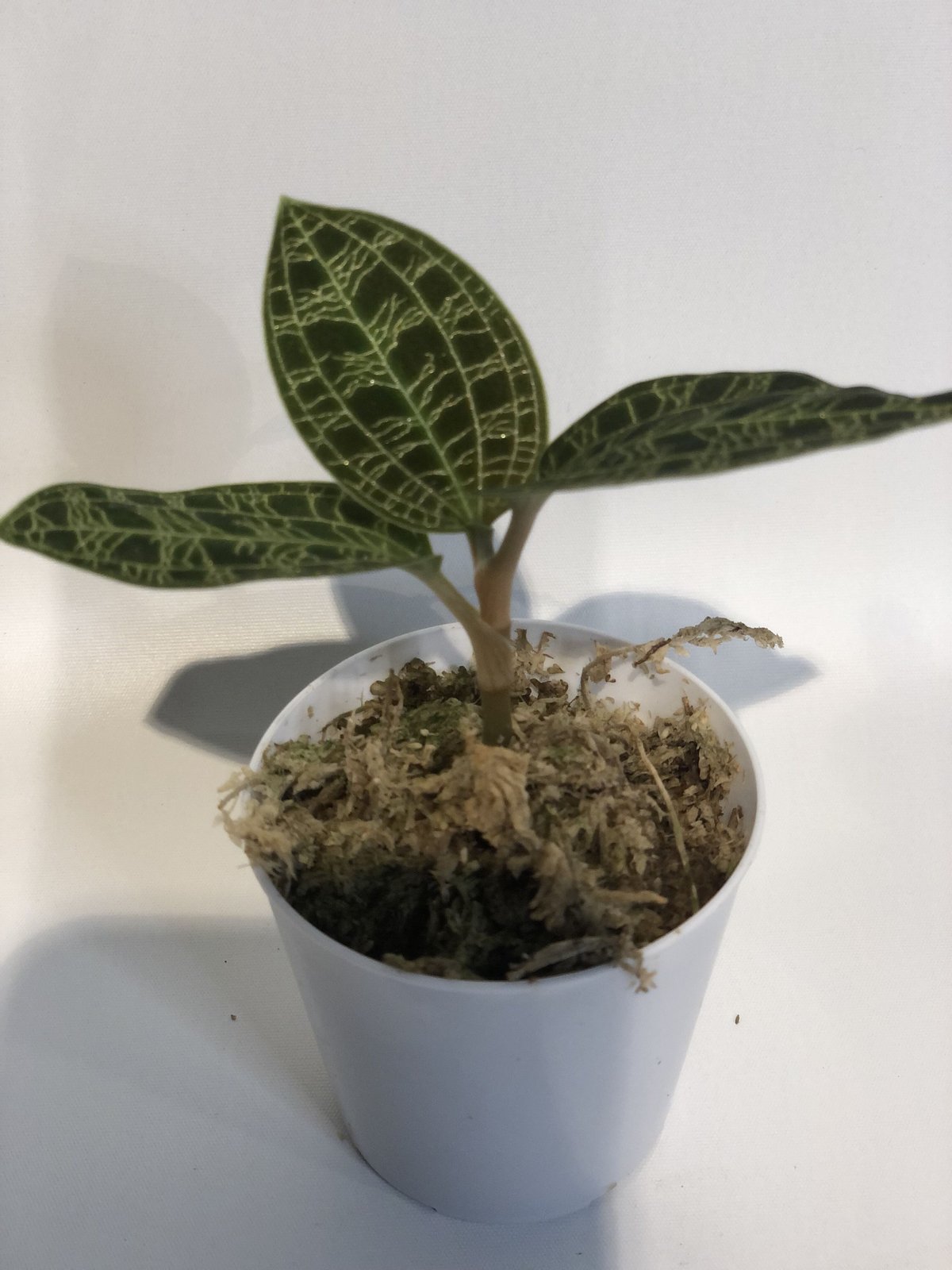 ジュエルオーキッド　マコデス　ペトラ ジュエルオーキッド マコデスペトラ | GREEN LUCK