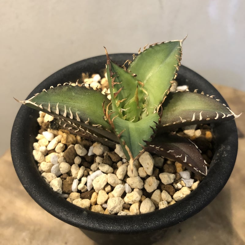 アガベ チタノタ 連絡用ページ 🌿 Agave titanota 'Black & Blue' 今回こそは！ 美しいエメラルド