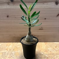 アガベ ユタエンシス エボリスピナ 陽炎 発根済み | GREEN LUCK