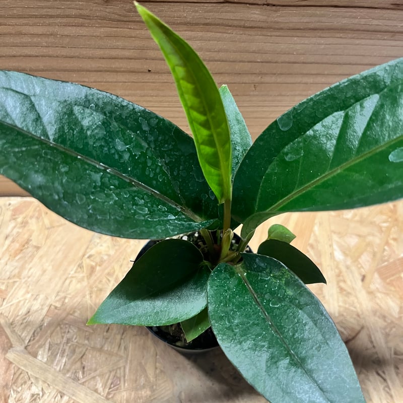 アンスリウム フーケリー 'ブラックドラゴン' | GREEN LUCK