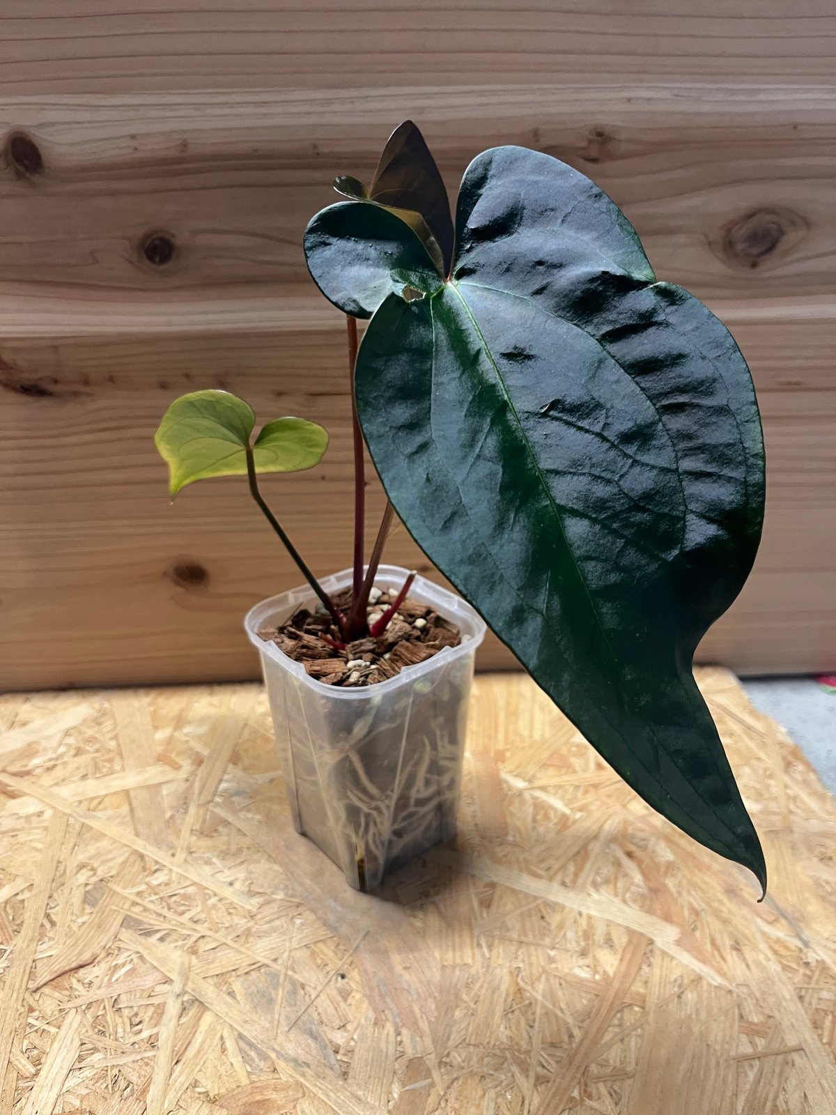 アンスリウム レイヴン ソウル×ニグロラミナム エクアジェネラ | GREEN