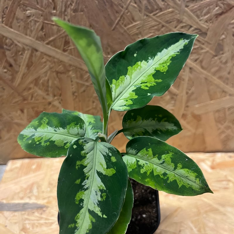 アグラオネマ ピクタム　トリカラー　2本立ち 楽天市場】『アグラオネマ ピクタム トリカラー 'スタースポット