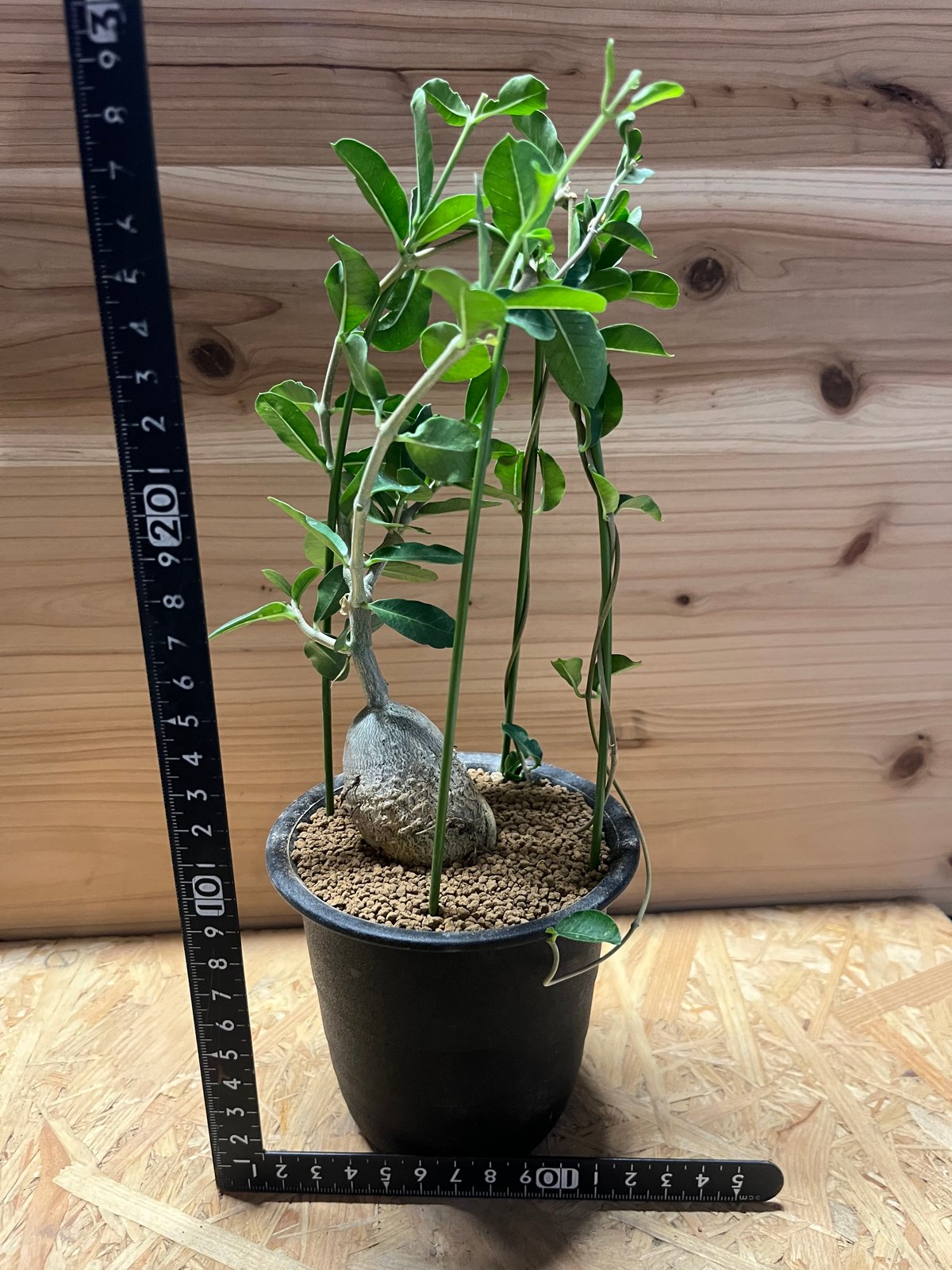 fit=scale-down,w=1200