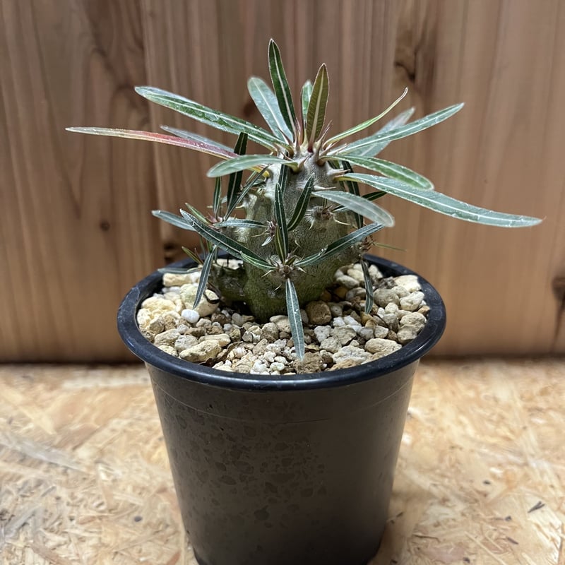 パキポディウム カクチペス | GREEN LUCK