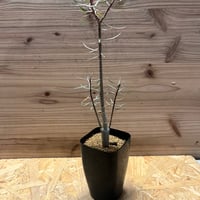 ウンカリーナ グランディディエリ | GREEN LUCK