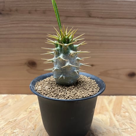 パキポディウム アンボンゲンセ 特大株 白肌 コーデックス 塊根植物