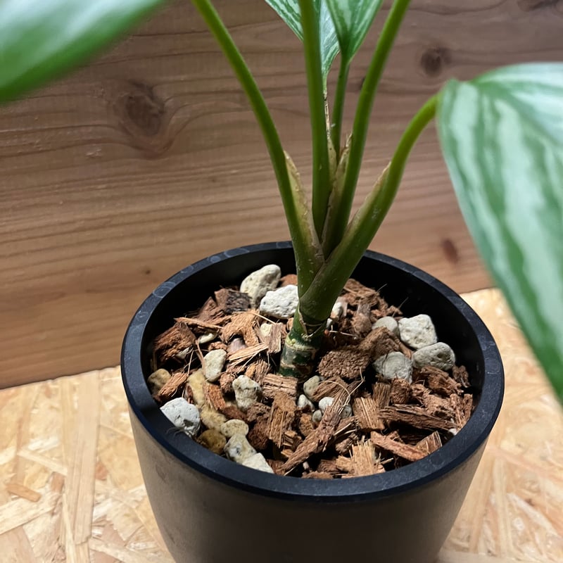 【今週末まで】アグラオネマ　カーティシー アグラオネマ ニティドゥーム カーティシー (Aglaonema nitidum