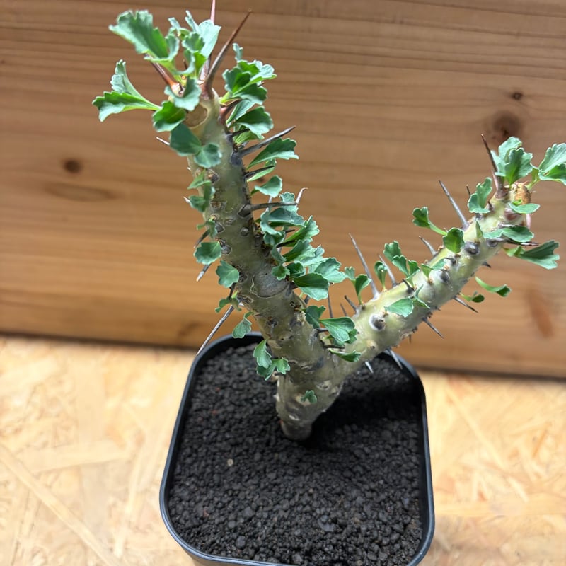 モンソニア クラシカウリス | GREEN LUCK