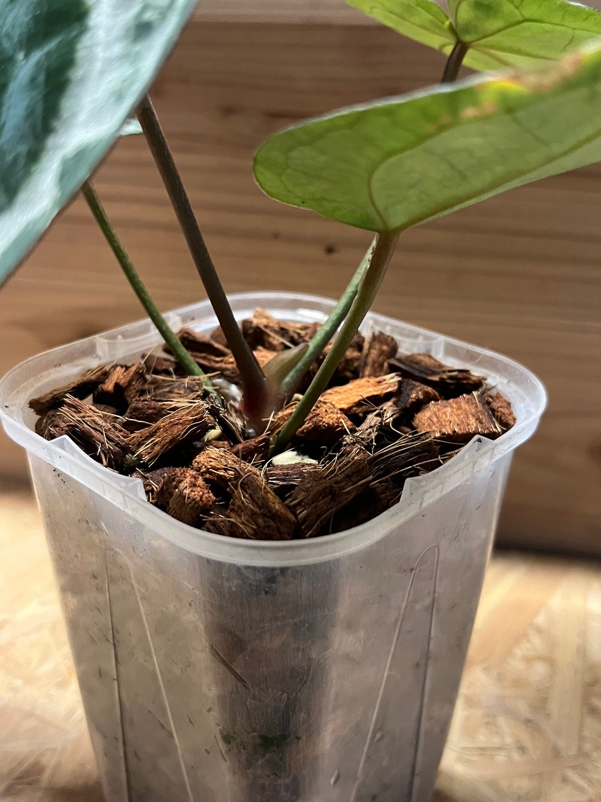 アンスリウム エンジェルズドリーム | GREEN LUCK