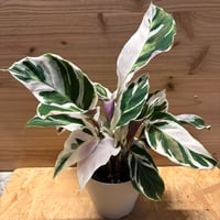 モンステラ デリシオーサ グリーンスノー | GREEN LUCK