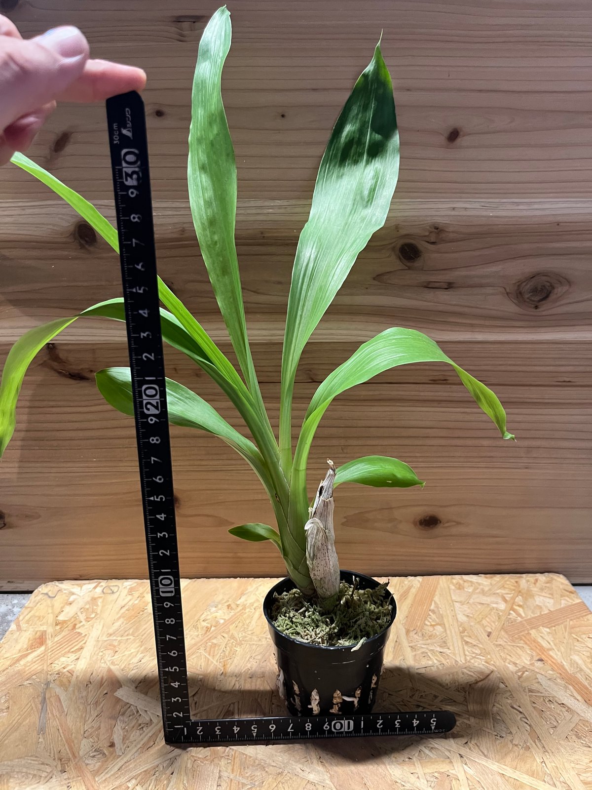 フレッドクラーケアラ アフターダーク SVO ブラックパール | GREEN LUCK