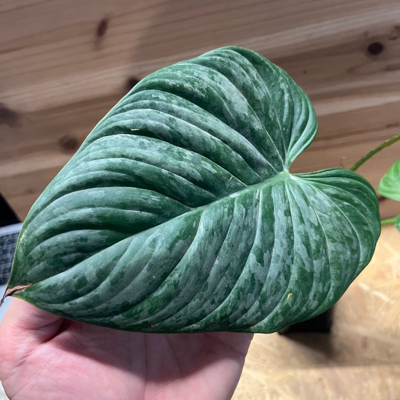 フィロデンドロン マジェスティック | GREEN LUCK