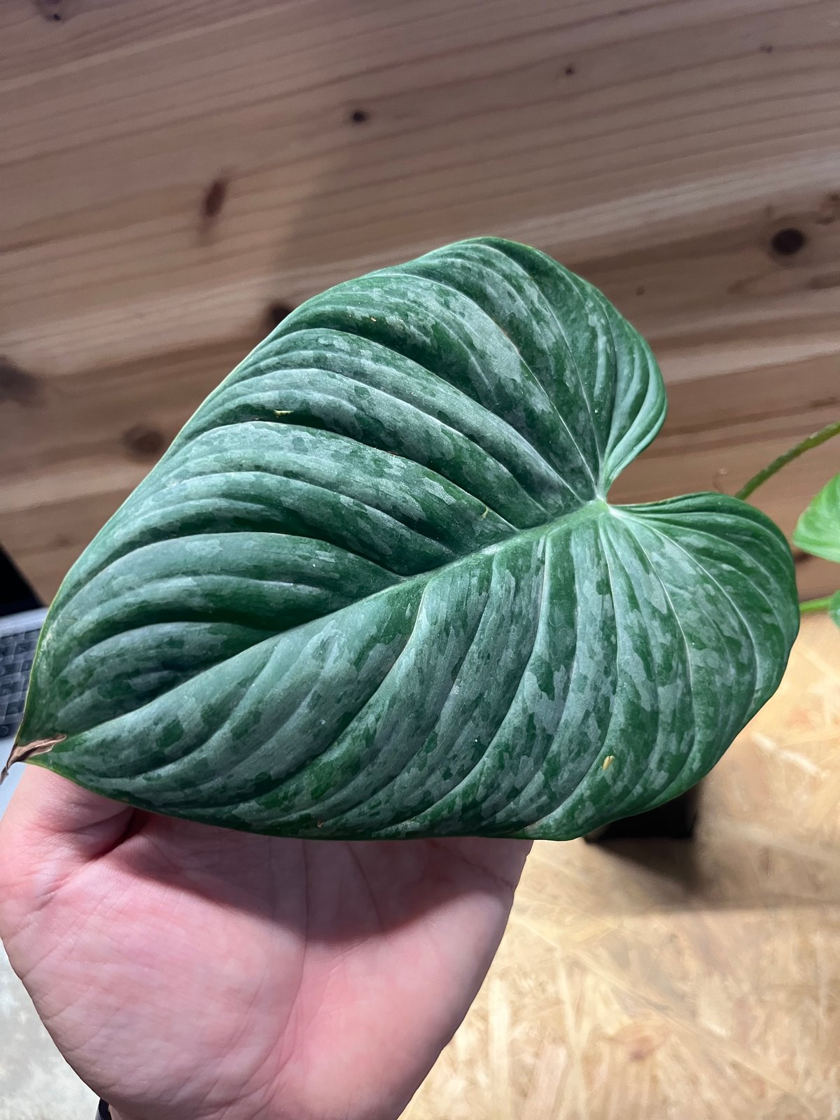 フィロデンドロン マジェスティック | GREEN LUCK