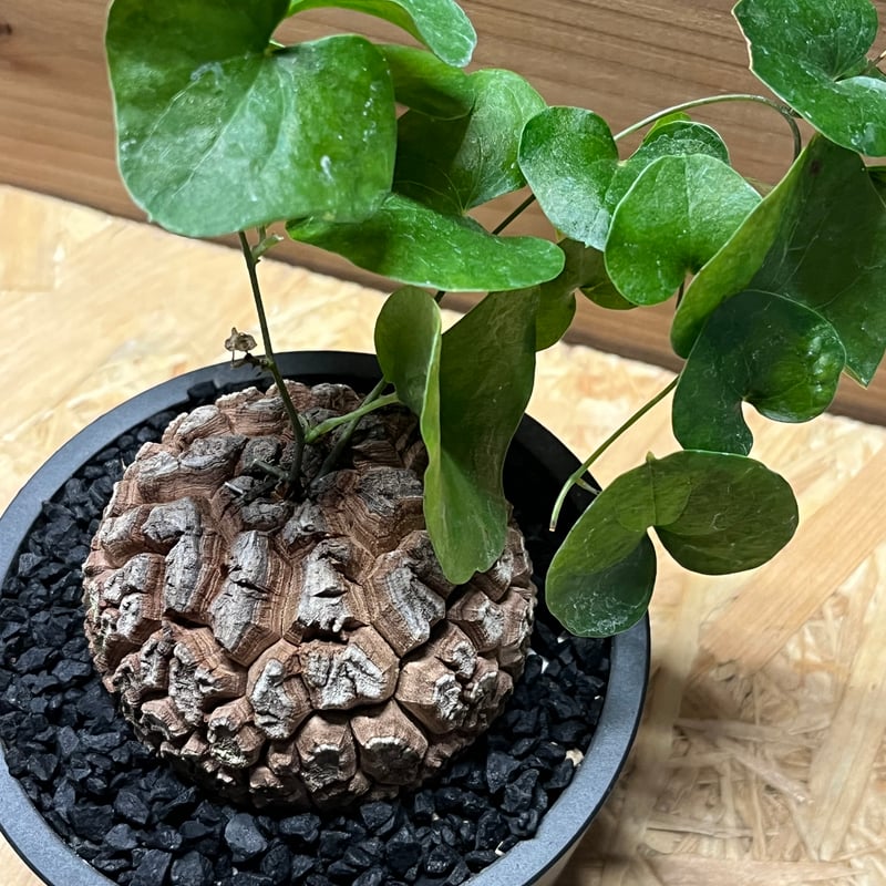 カンアオイ タマノカンアオイ「亀甲竜 カンアオイ タマノカンアオイ