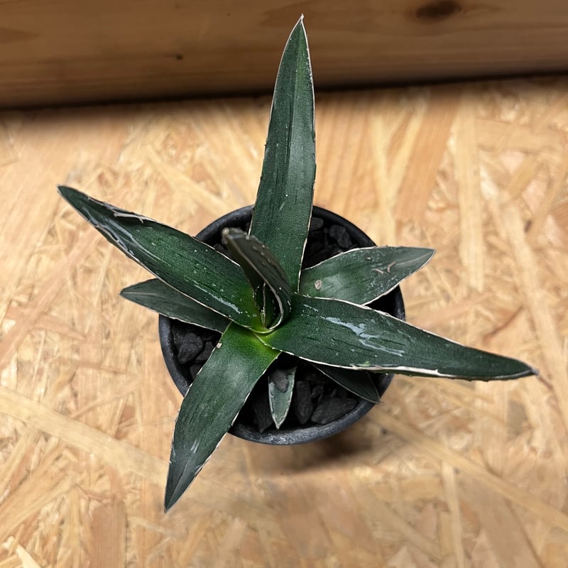 アガベ ピンティラ | GREEN LUCK