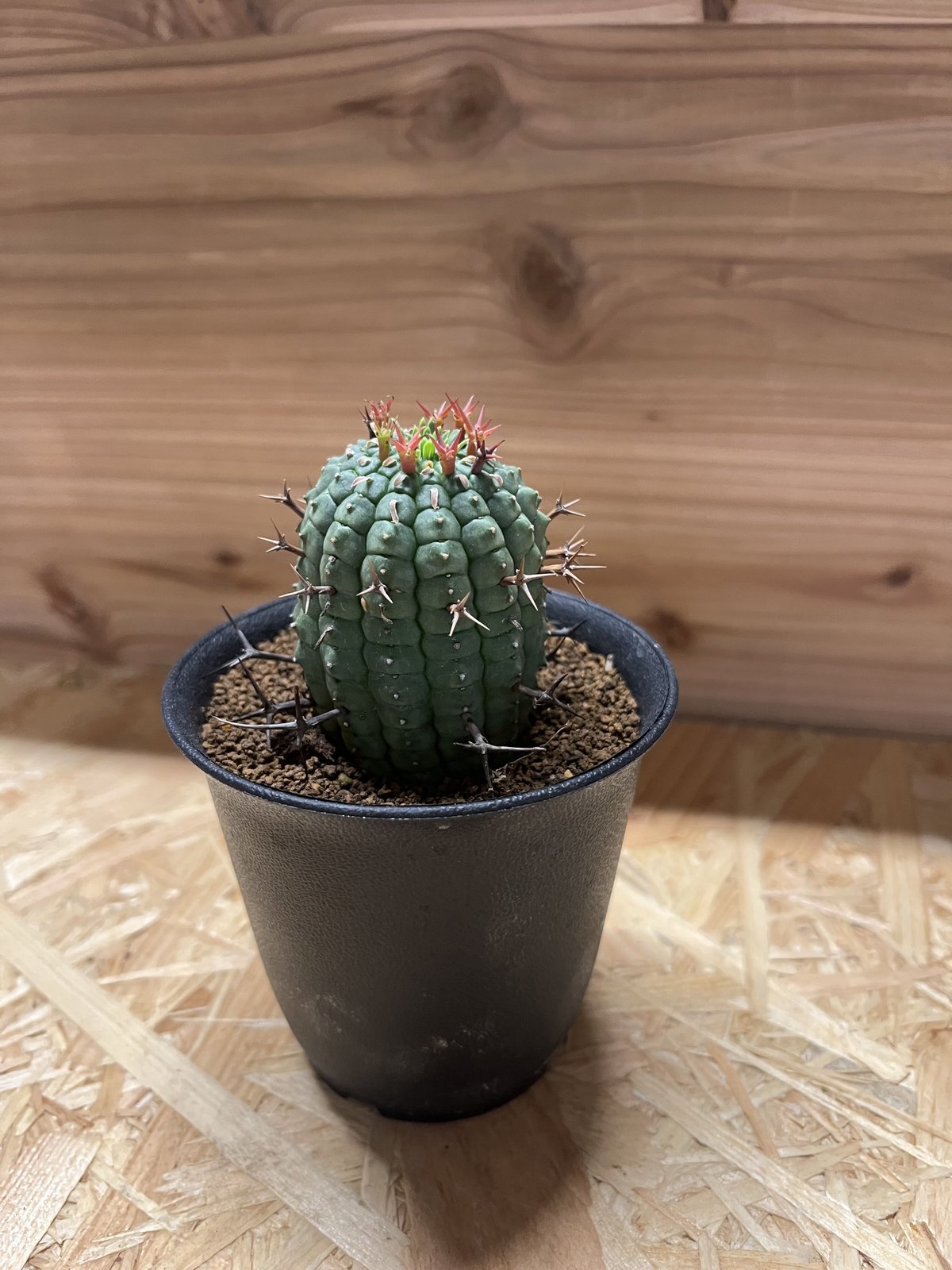 ユーフォルビア 群星冠 | GREEN LUCK