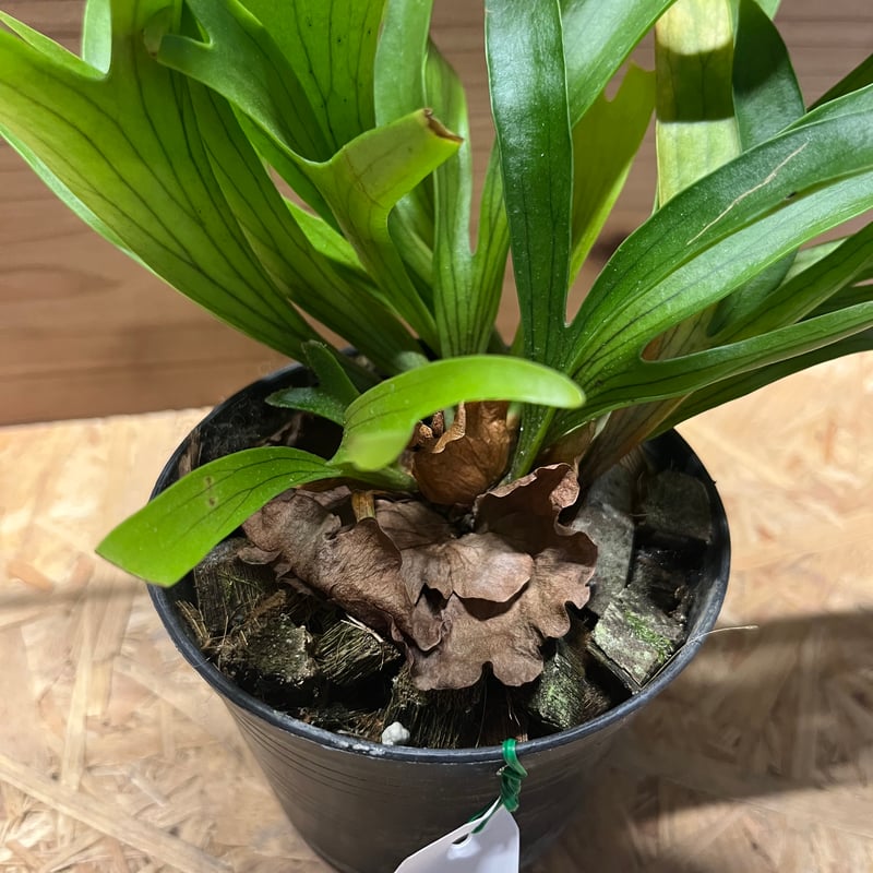 ビカクシダ コロナリウム ドラゴンツリー | GREEN LUCK