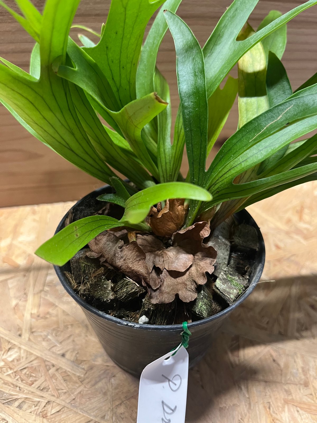 ◆コロナリウム◆ビカクシダ◆板付◆観葉植物◆超超美株！ ビカクシダ コロナリウム P.coronarium】 ビカクシダ コロナリウム