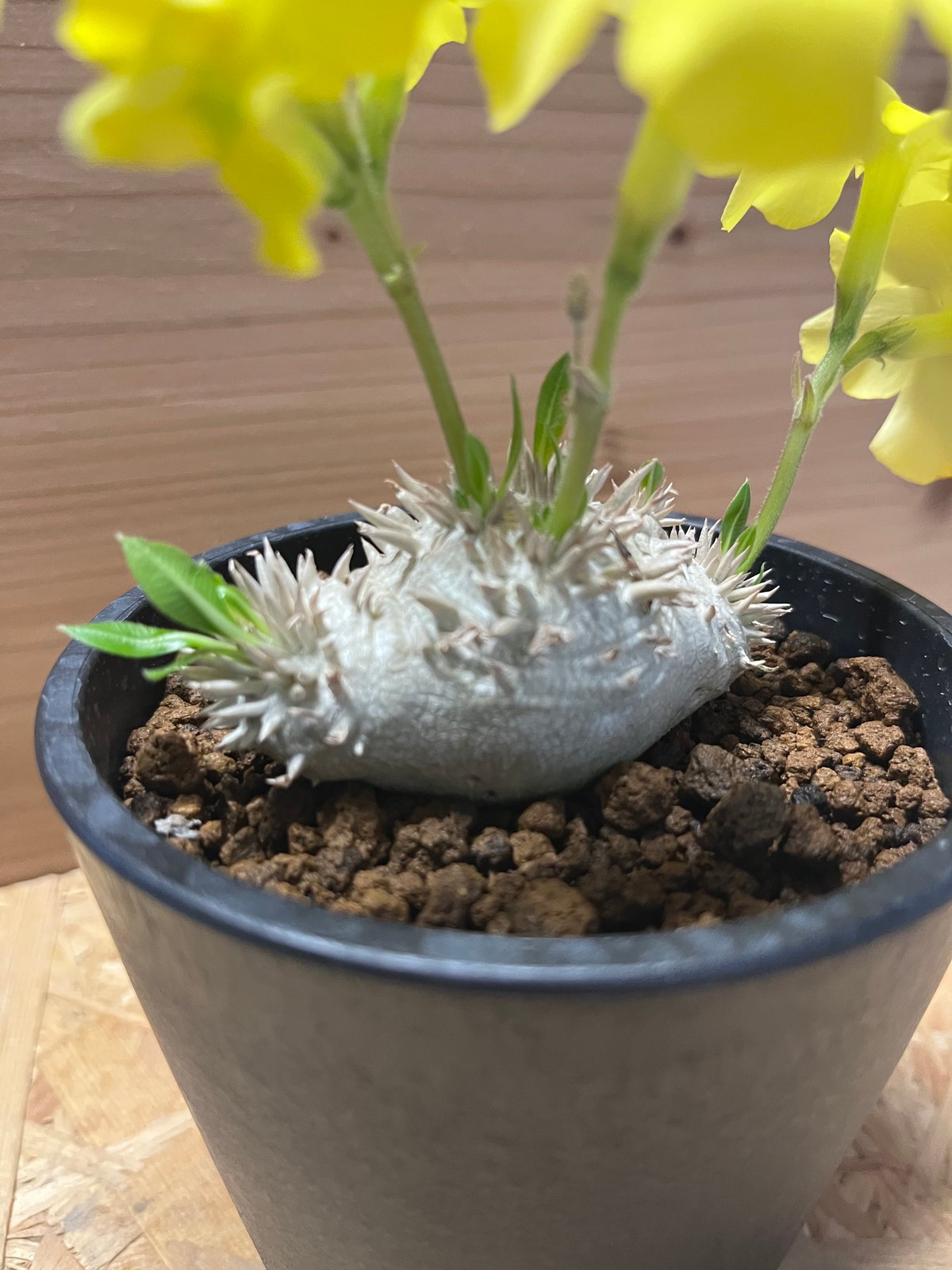 パキポディウム 恵比寿笑い Pachypodium brevicaule ② Pachypodium brevicaule 恵比寿笑い【発根済み】〈草幅14.5cm