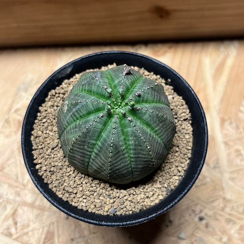 ユーフォルビア　オベサ　こげぱん