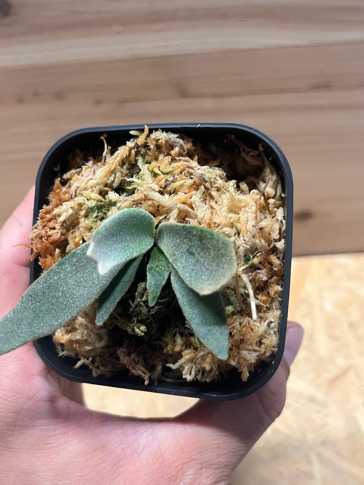 229【平凡之鹿】ビカクシダ ドワーフ 'Jenny' TC ジェニー 229【平凡之鹿】ビカクシダ ドワーフ ´Jenny´ TC ジェニー