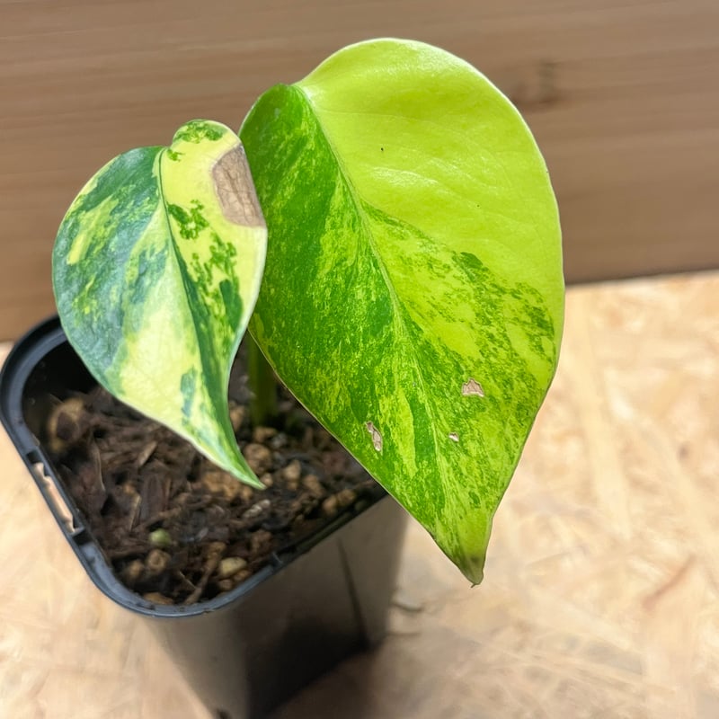 モンステラ デリシオーサ イエローマリリン | GREEN LUCK