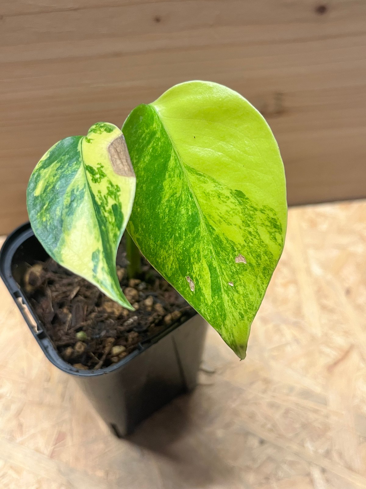モンステラ デリシオーサ イエローマリリン | GREEN LUCK