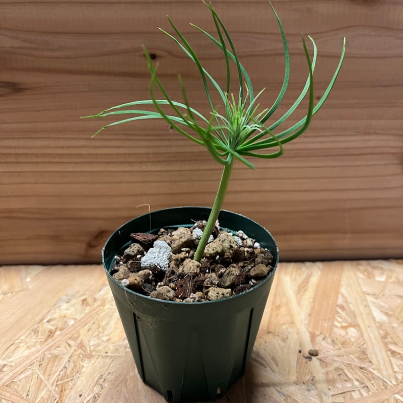 シルバーリーフ　マルチネス　ピニョン松　ピニョンマツ　鉢植え　苗 マルチネス ピニョン松 ピニョンマツ 鉢植え 苗