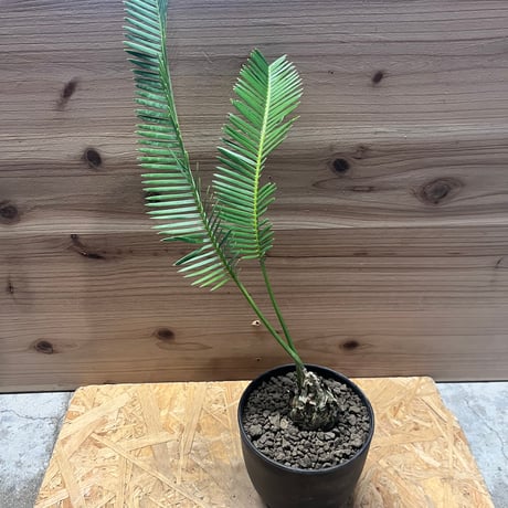 ディオーンエデュレ | STORES