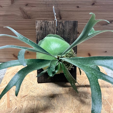 【すー品】ビカクシダアソート すー品】ビカクシダアソート すー品】ビカクシダアソート ビカクシダ