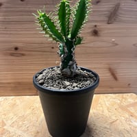 ドラセナシナバリ ドラセナ シナバリ | GREEN LUCK